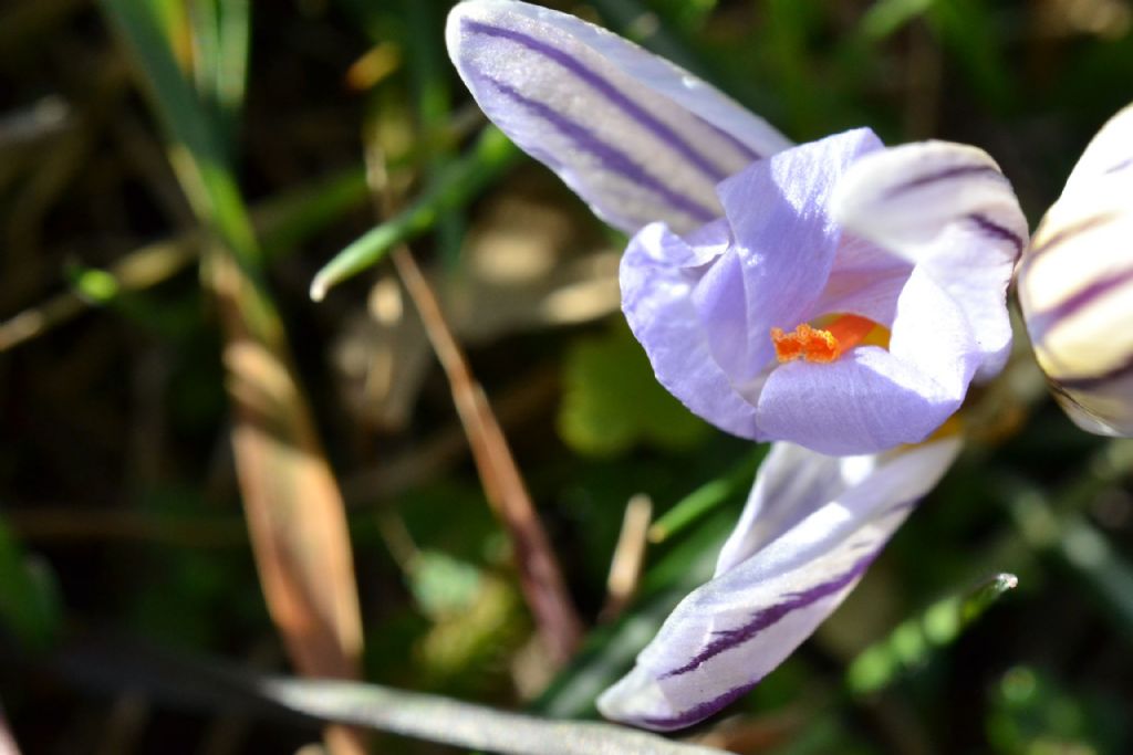 Crocus vernus e altri crocus ?